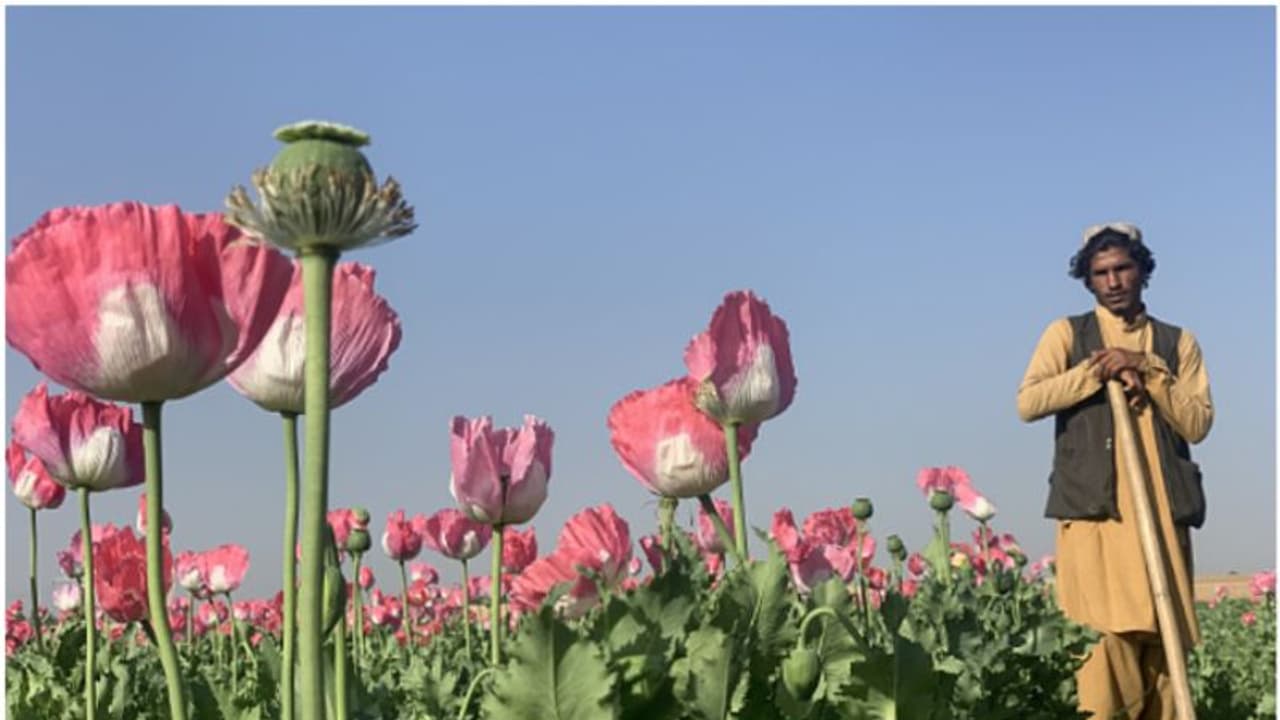 അഫ്ഗാനിസ്ഥാനില് കറുപ്പ് ഉല്പാദനത്തില് 32 ശതമാനത്തിന്റെ വര്ദ്ധന: യു എന് റിപ്പോര്ട്ട് അഫ്ഗാനിസ്ഥാനില് കറുപ്പ് ഉല്പാദനത്തില് 32 ശതമാനത്തിന്റെ വര്ദ്ധന: യു എന് റിപ്പോര്ട്ട്