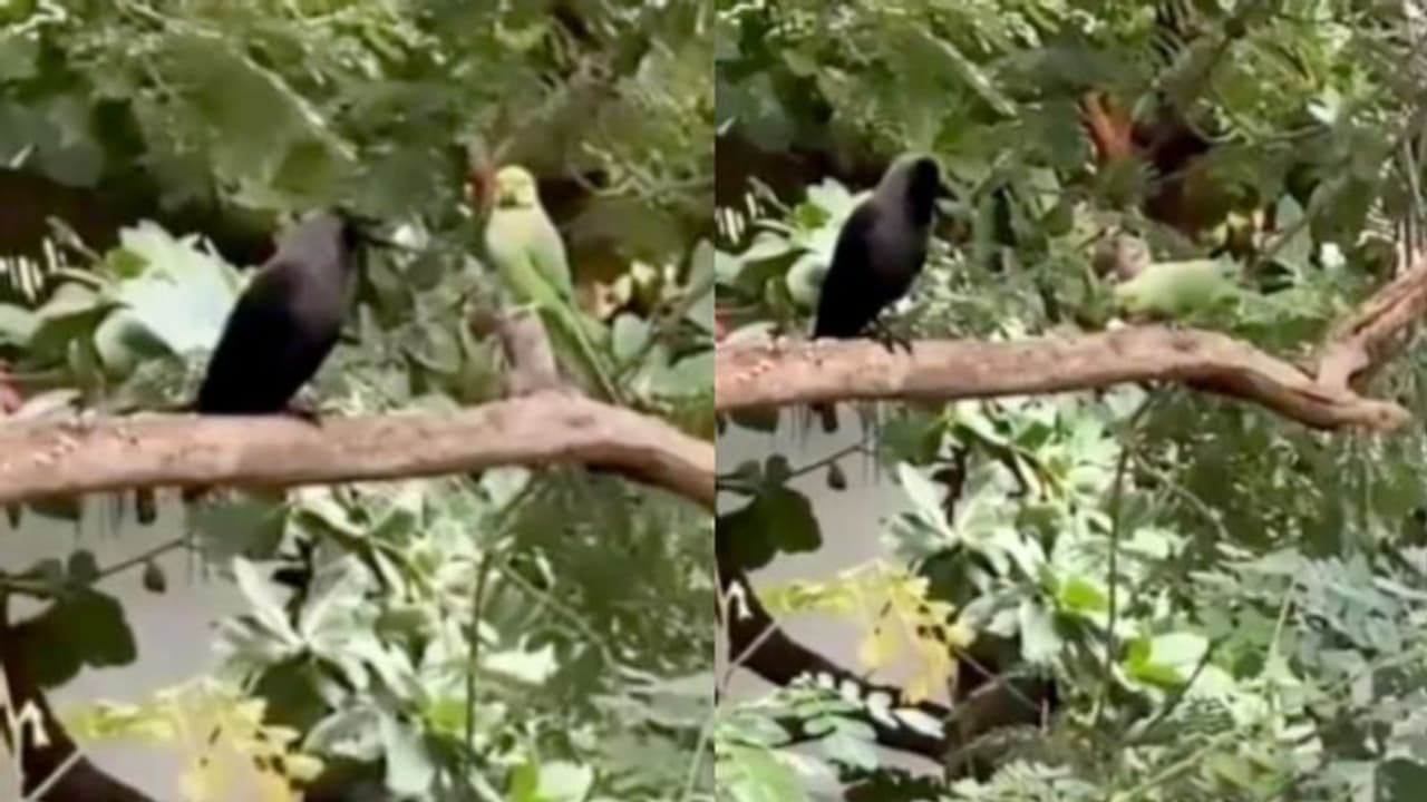 തനിക്ക് കിട്ടിയ ഭക്ഷണം തത്തയുമായി പങ്കുവയ്ക്കുന്ന കാക്ക; വൈറലായി വീഡിയോ തനിക്ക് കിട്ടിയ ഭക്ഷണം തത്തയുമായി പങ്കുവയ്ക്കുന്ന കാക്ക; വൈറലായി വീഡിയോ