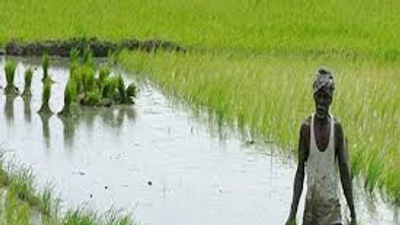 விவசாயிகள் கவனத்திற்கு.. நவ.15 க்குள் பயிர்களுக்கு காப்பீடு செய்ய தமிழக அரசு அறிவிப்பு.. விவசாயிகள் கவனத்திற்கு.. நவ.15 க்குள் பயிர்களுக்கு காப்பீடு செய்ய தமிழக அரசு அறிவிப்பு..