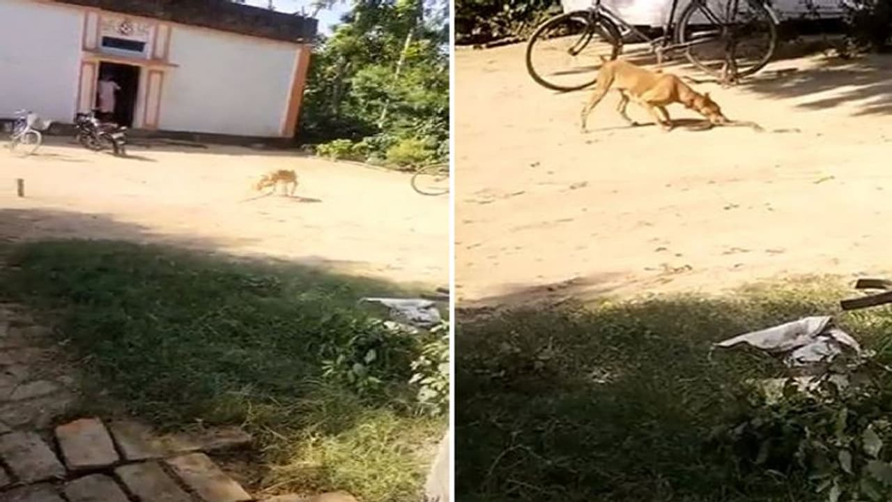 कुत्ते की वफादारी का वीडियो वायरलः जहरीले सांप को उठा उठाकर पटका, बचा ली मालिक की जान कुत्ते की वफादारी का वीडियो वायरलः जहरीले सांप को उठा उठाकर पटका, बचा ली मालिक की जान