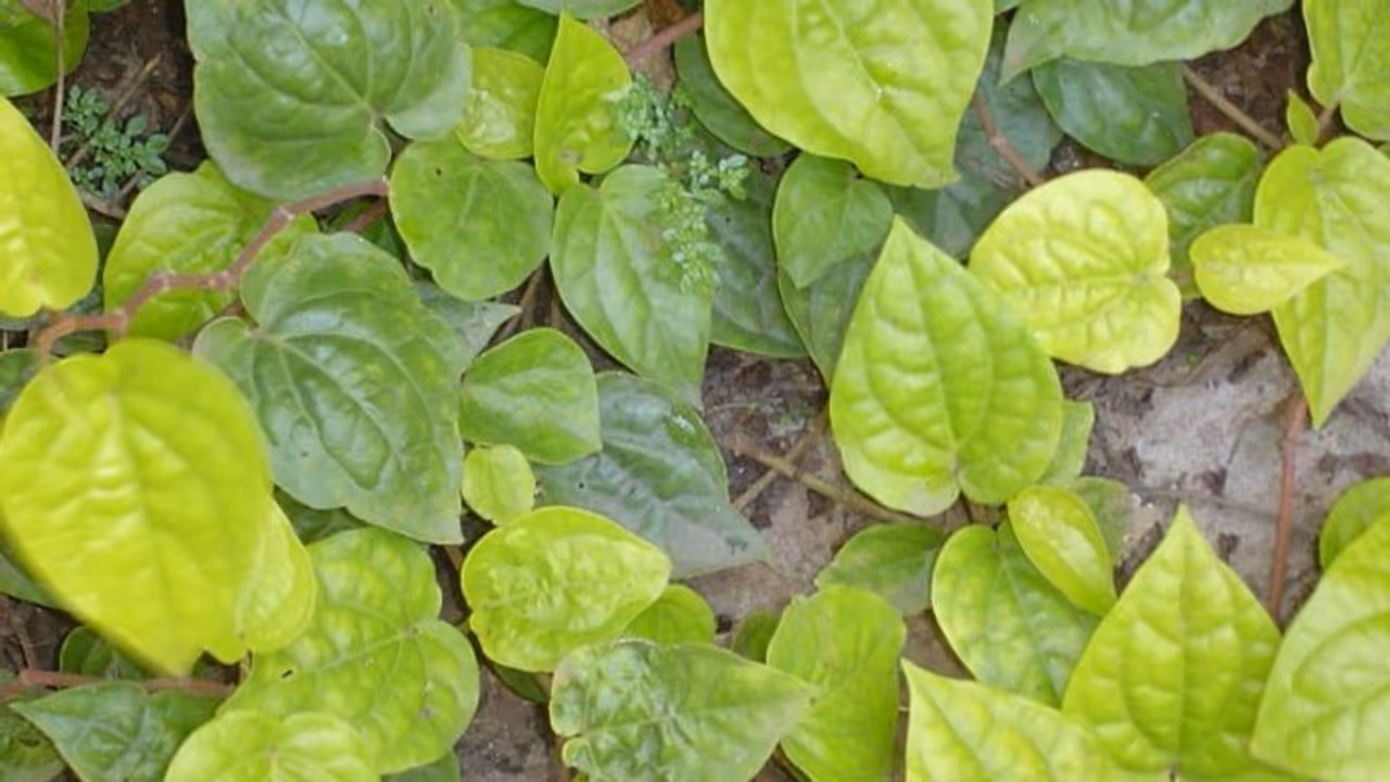 Tumakur : 160 Rs ಗೆ ವೀಳ್ಯದೆಲೆ ಮಾರಾಟ Tumakur : 160 Rs ಗೆ ವೀಳ್ಯದೆಲೆ ಮಾರಾಟ