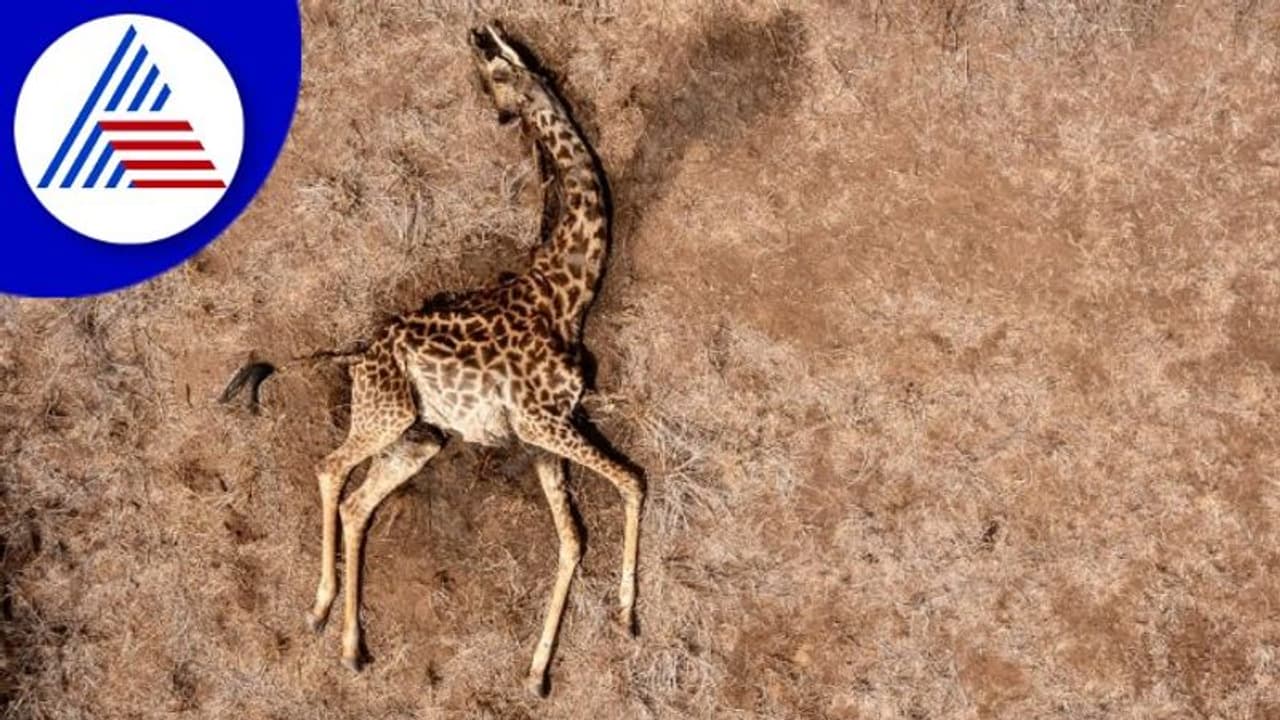 Kenya Drought: ಕೀನ್ಯಾದಲ್ಲಿ ಕುಡಿಯಲು ನೀರಿಲ್ಲ ತಿನ್ನಲು ಊಟವಿಲ್ಲ, ಪ್ರಾಣಿಗಳ ಮರಣ ಮೃದಂಗ!