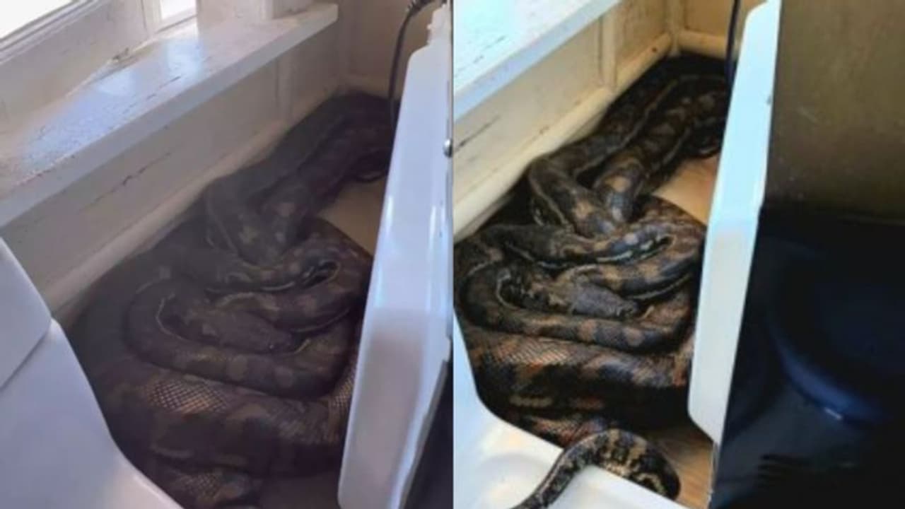 ഓവൻ നീങ്ങുന്നത് പോലെ തോന്നി ; ആ കാഴ്ച കണ്ട് അമ്പരന്ന് വീട്ടുടമ ഓവൻ നീങ്ങുന്നത് പോലെ തോന്നി ; ആ കാഴ്ച കണ്ട് അമ്പരന്ന് വീട്ടുടമ