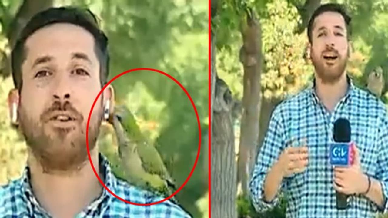 Viral Video : आसपास हैं तोते तो हो जाइए सावधान, कहीं आपके साथ भी न हो जाए ऐसा Viral Video : आसपास हैं तोते तो हो जाइए सावधान, कहीं आपके साथ भी न हो जाए ऐसा