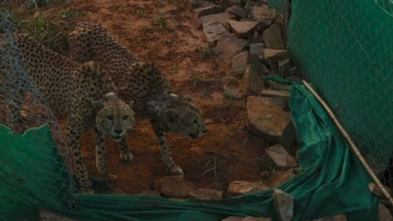 Two African cheetahs at Kuno National Park kill chital; first on Indian soil Two African cheetahs at Kuno National Park kill chital; first on Indian soil