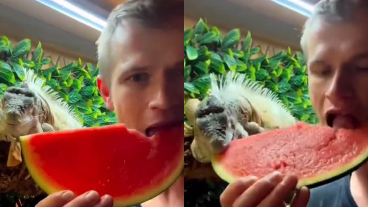 ഇഗ്വാനയ്ക്കൊപ്പം തണ്ണിമത്തൻ കഴിച്ച് യുവാവ് ; വെെറൽ വീഡിയോ ഇഗ്വാനയ്ക്കൊപ്പം തണ്ണിമത്തൻ കഴിച്ച് യുവാവ് ; വെെറൽ വീഡിയോ