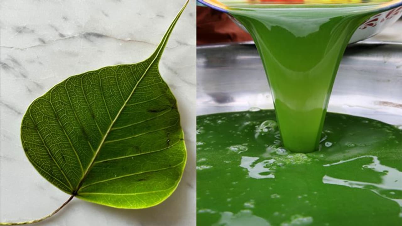 इस पत्ते का जूस पीने से पाचन से लेकर फेफड़े तक होते हैं मजबूत, बस इस तरह से करें इसका सेवन इस पत्ते का जूस पीने से पाचन से लेकर फेफड़े तक होते हैं मजबूत, बस इस तरह से करें इसका सेवन