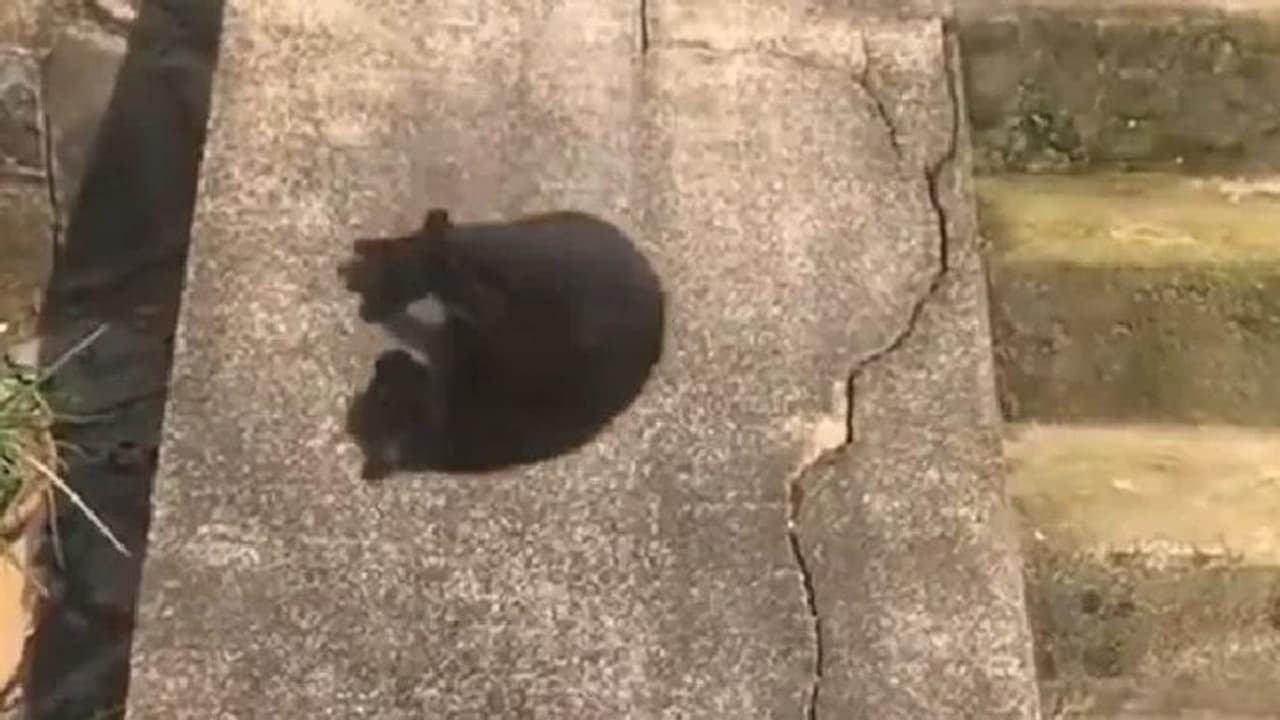 'കുട്ടിയായിരിക്കുമ്പോള്‍ ഇങ്ങനെ ചെയ്യാത്തവര്‍ ആരുണ്ട്'; രസകരമായ വീഡിയോ