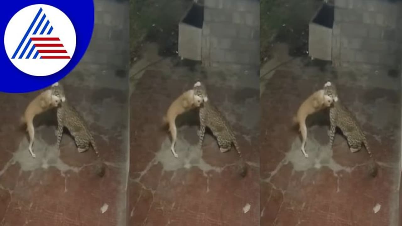 ದಾಳಿ ಮಾಡಲು ಬಂದ ಚಿರತೆಯನ್ನು ಧೈರ್ಯವಾಗಿ ಓಡಿಸಿದ ಶ್ವಾನ: ವಿಡಿಯೋ ವೈರಲ್