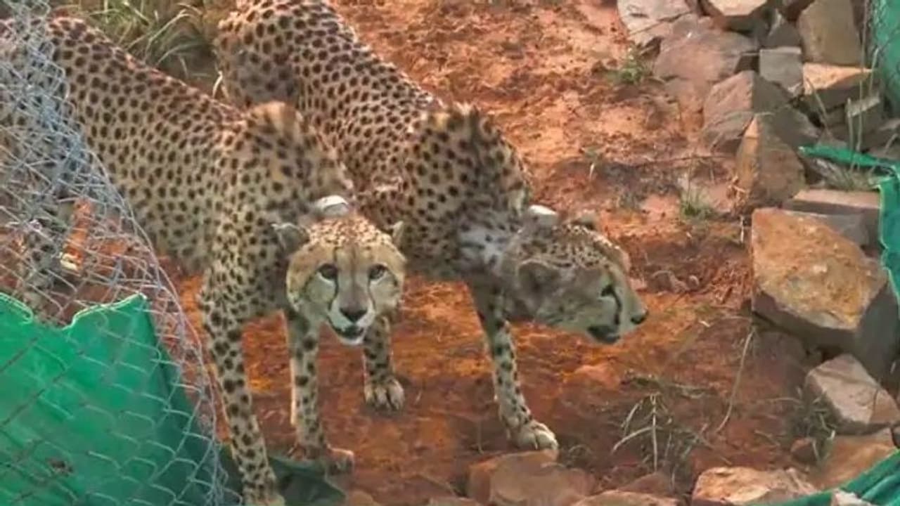 कूनो पार्क में नामीबिया से आए दो चीतों ने किया पहला शिकार, जानिए किसे बनाया अपना भोजन कूनो पार्क में नामीबिया से आए दो चीतों ने किया पहला शिकार, जानिए किसे बनाया अपना भोजन
