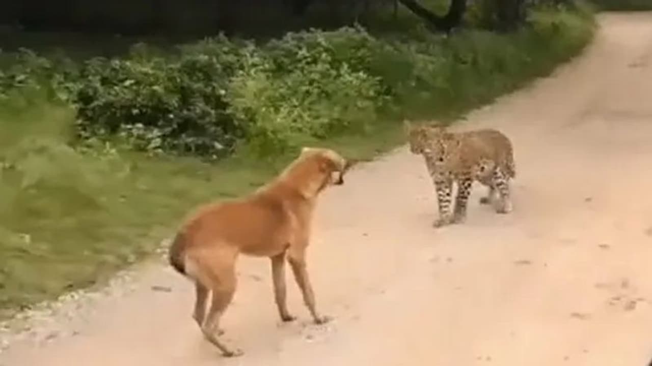 വീഡിയോ: നാട്ടില് ഇറങ്ങിയ പുലിയെ കുരച്ചോടിച്ച് താരമായി ഒരു നായ വീഡിയോ: നാട്ടില് ഇറങ്ങിയ പുലിയെ കുരച്ചോടിച്ച് താരമായി ഒരു നായ