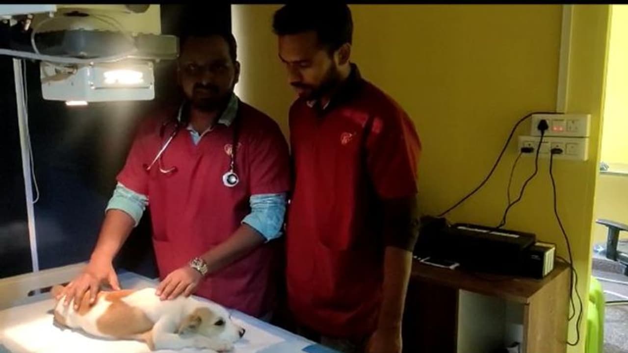 ಬೆಂಗಳೂರಲ್ಲಿ ಮತ್ತೊಂದು ಬೀದಿ ನಾಯಿ ಮೇಲೆ ಕಾರು ಹತ್ತಿಸಿದ ಅಮಾನವೀಯ ಕೃತ್ಯ: ದೂರು ದಾಖಲು