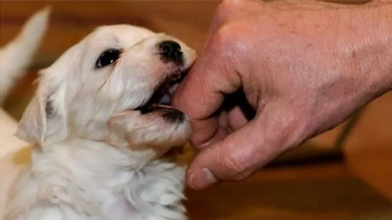 Gurugram, Ghaziabad civic authorities ban 11 foreign dog breeds; check new pet policy Gurugram, Ghaziabad civic authorities ban 11 foreign dog breeds; check new pet policy