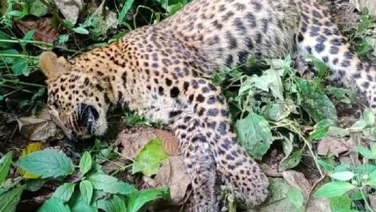 മഞ്ചുമലയിലെ പുലി ചത്തത് കരള്‍, ശ്വാസംകോശം എന്നിവയിലെ അണുബാധയ്ക്ക് പിന്നാലെ