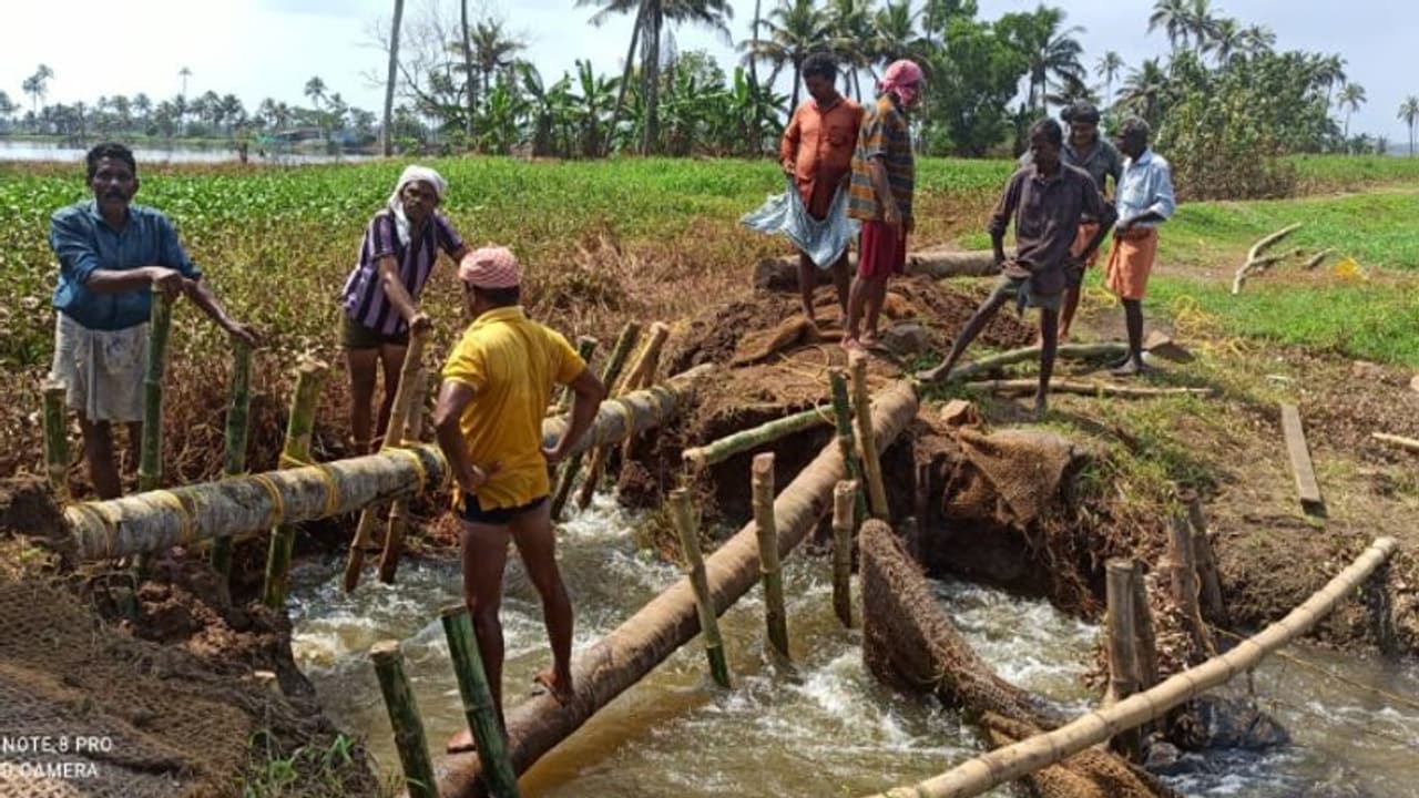 ആലപ്പുഴ തെക്കേതൊള്ളായിരം പാടത്ത് മടവീഴ്ച, കര്ഷകര് ദുരിതത്തില് ആലപ്പുഴ തെക്കേതൊള്ളായിരം പാടത്ത് മടവീഴ്ച, കര്ഷകര് ദുരിതത്തില്