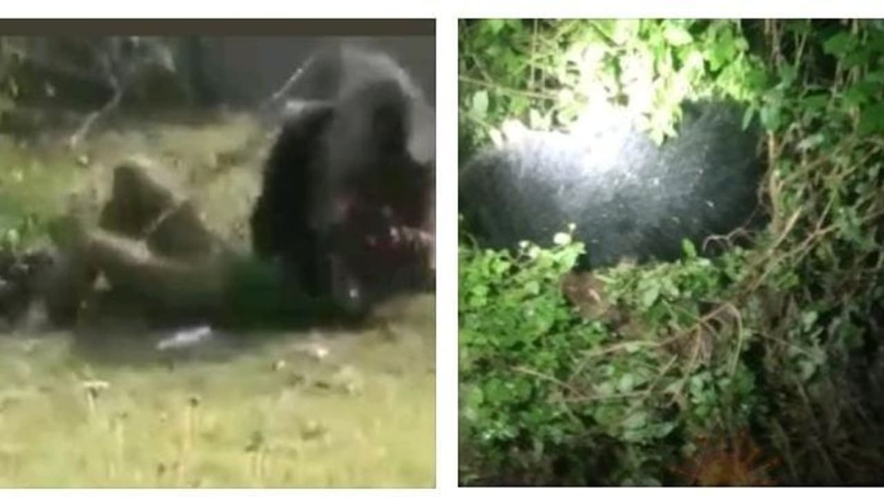 தென்காசியில் 3 பேரை தாக்கிய கொடூர கரடி.! வனப்பகுதியில் விடப்பட்ட சில மணி நேரத்தில் மர்மான முறையில் உயிரிழப்பு தென்காசியில் 3 பேரை தாக்கிய கொடூர கரடி.! வனப்பகுதியில் விடப்பட்ட சில மணி நேரத்தில் மர்மான முறையில் உயிரிழப்பு