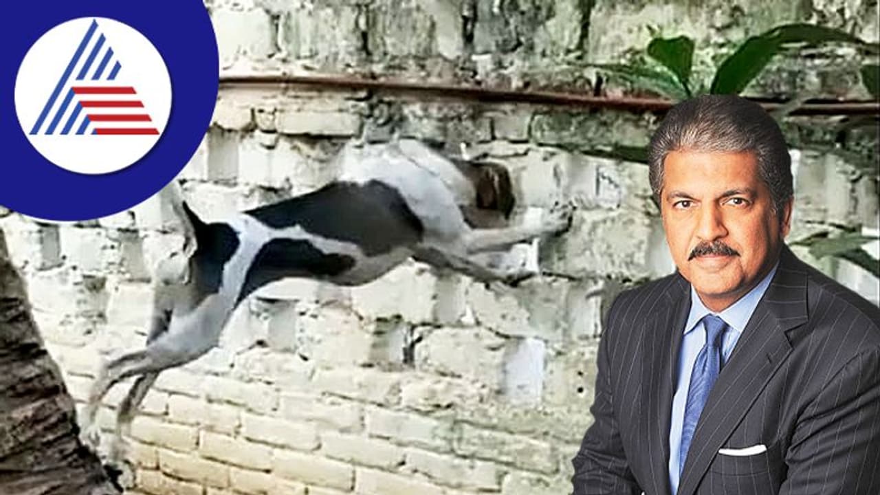 T20 World Cup: ಜೋರಾಯ್ತು ಫೈನಲ್ ಕ್ರೇಜ್‌, ಫನ್ನಿ ವೀಡಿಯೋ ಹಂಚಿಕೊಂಡ ಆನಂದ್ ಮಹೀಂದ್ರಾ