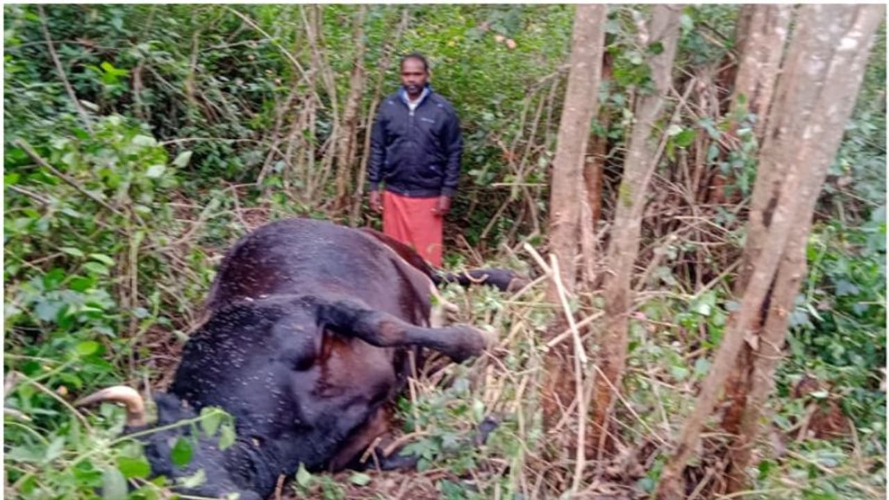 കടുവയെ കുടുക്കിയപ്പോള്‍ പുലിയുടെ ആക്രമണം; ഭയം മാറാതെ ഏസ്റ്റേറ്റ് മേഖല 