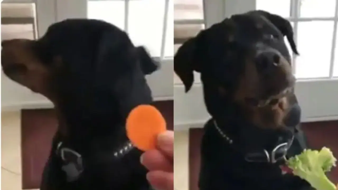 'അയ്യേ... പച്ചക്കറിയൊന്നും എനിക്ക് വേണ്ട'; വൈറലായി നായയുടെ വീഡിയോ