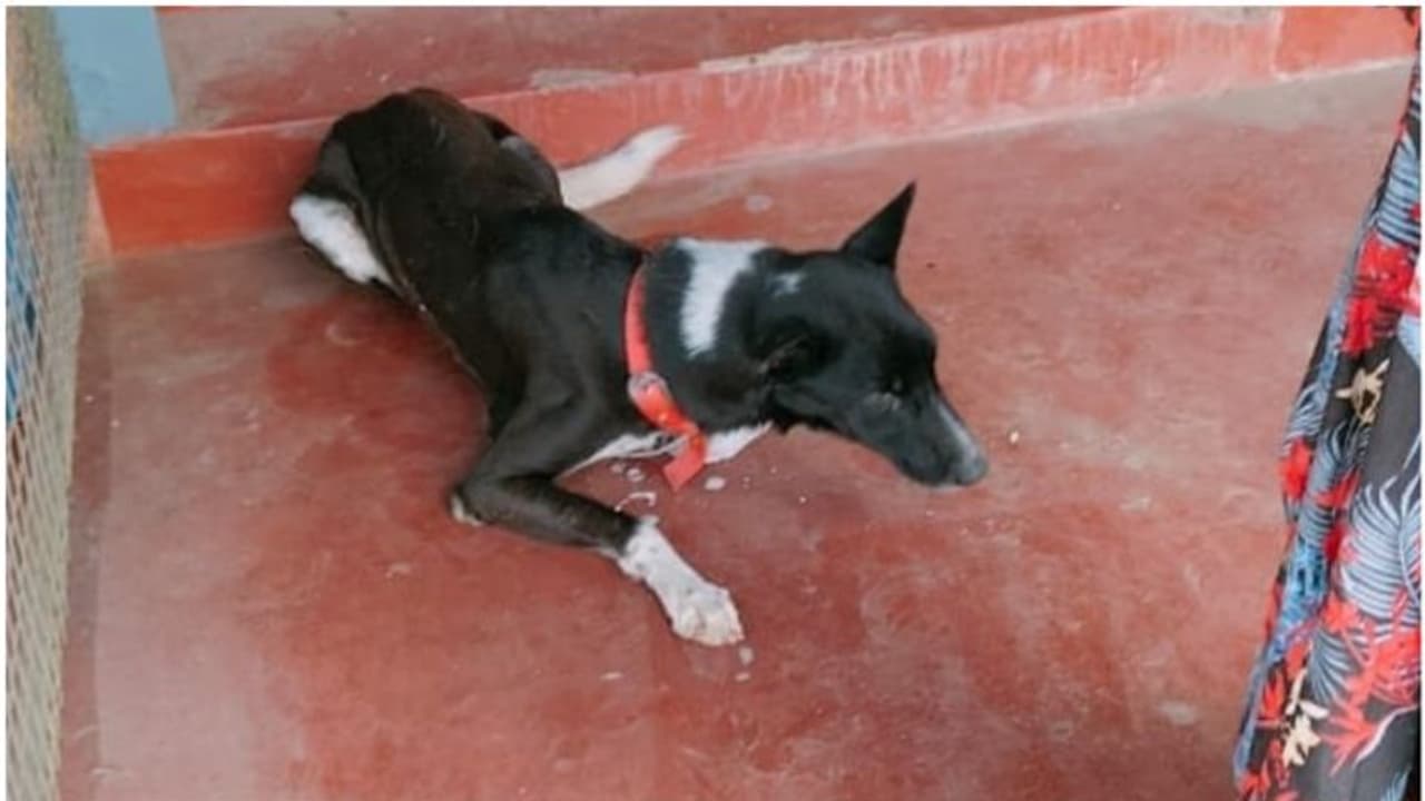 വായില് നിന്ന് നുരയും പതയും, വിറച്ച് വിറച്ച് മരണത്തിലേക്ക്; വയനാട്ടില് നായ്ക്കള് കൂട്ടത്തോടെ ചത്തു വീഴുന്നു വായില് നിന്ന് നുരയും പതയും, വിറച്ച് വിറച്ച് മരണത്തിലേക്ക്; വയനാട്ടില് നായ്ക്കള് കൂട്ടത്തോടെ ചത്തു വീഴുന്നു