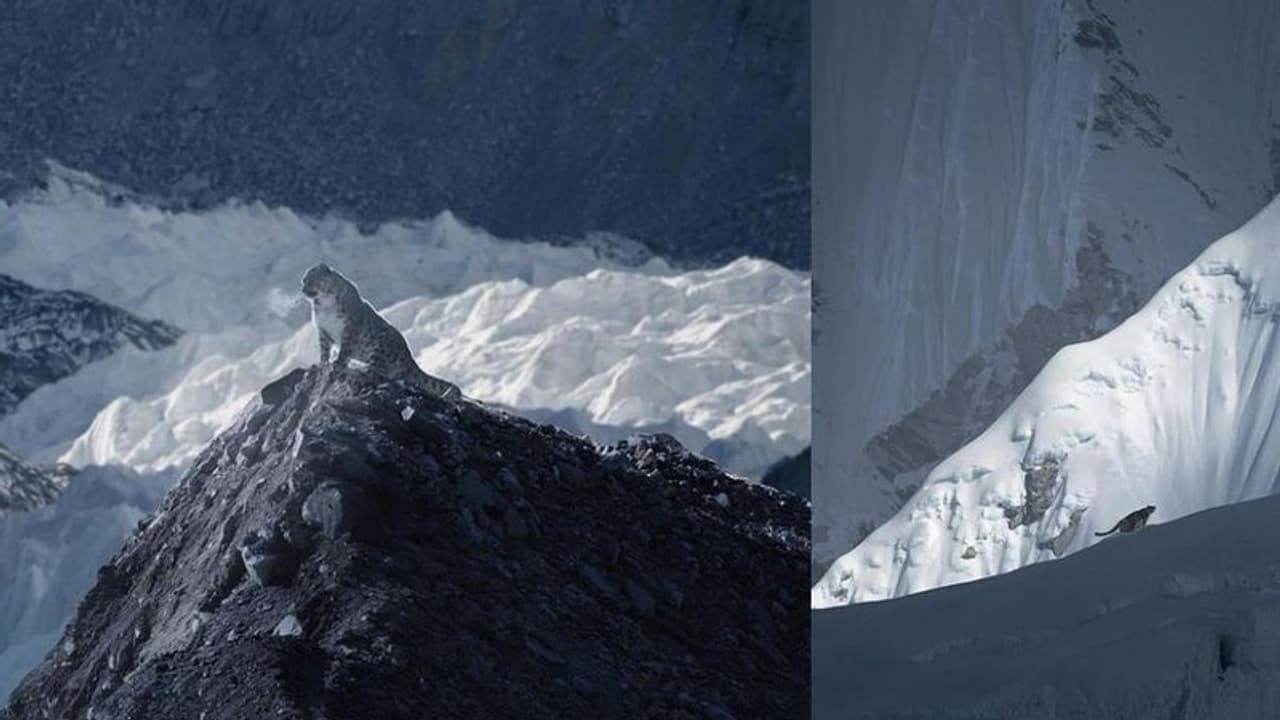 ಹಿಮ ಶಿಖರದ ಮೇಲೇರಿ ಕುಳಿತ ಚಿರತೆ... ಮನಮೋಹಕ ಫೋಟೋ ವೈರಲ್