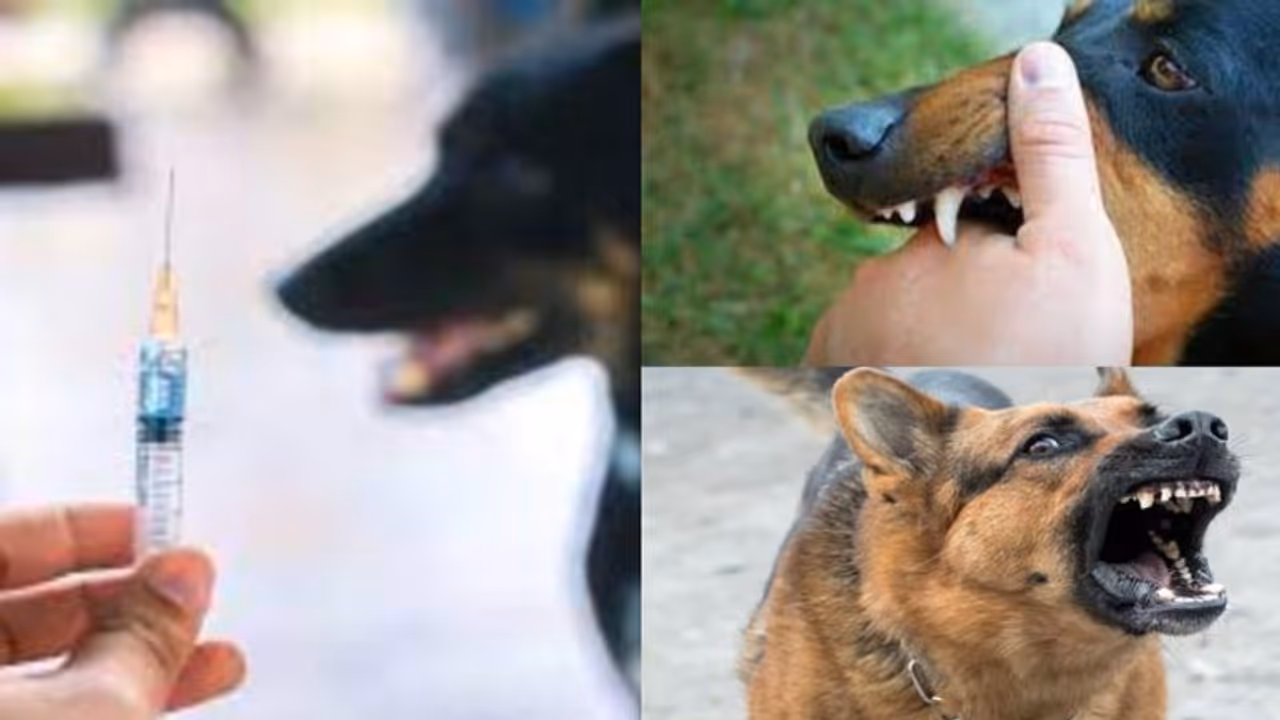 സംസ്ഥാനത്ത് 199 ആന്റി റാബിസ് ക്ലിനിക്കുകള്ക്ക് അനുമതി,ആദ്യഘട്ടം ആദിവാസി മേഖലയിലും തീരപ്രദേശങ്ങളിലും സംസ്ഥാനത്ത് 199 ആന്റി റാബിസ് ക്ലിനിക്കുകള്ക്ക് അനുമതി,ആദ്യഘട്ടം ആദിവാസി മേഖലയിലും തീരപ്രദേശങ്ങളിലും