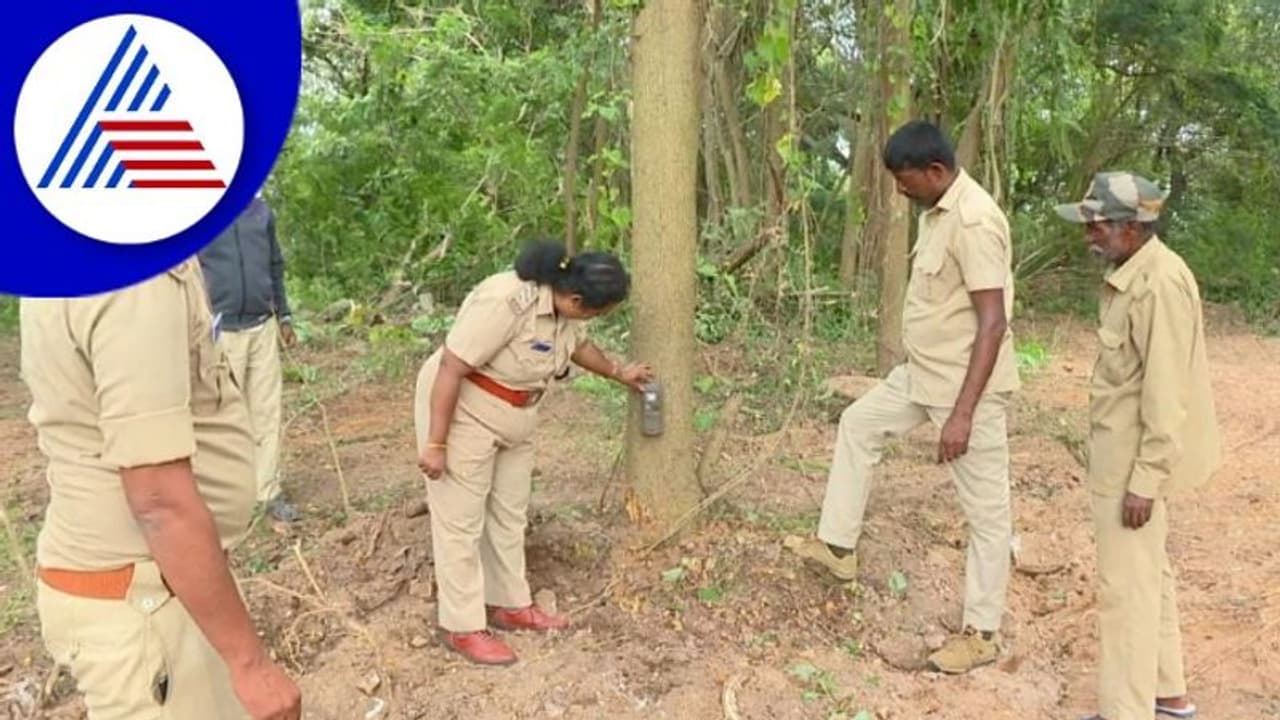 ಕೆಆರ್‌ಎಸ್‌ನಲ್ಲಿ ಚಿರತೆ ಹಾವಳಿ : ಕಳೆದ 20 ದಿನಗಳಿಂದ ಮುಂದುವರಿದ ಆತಂಕ