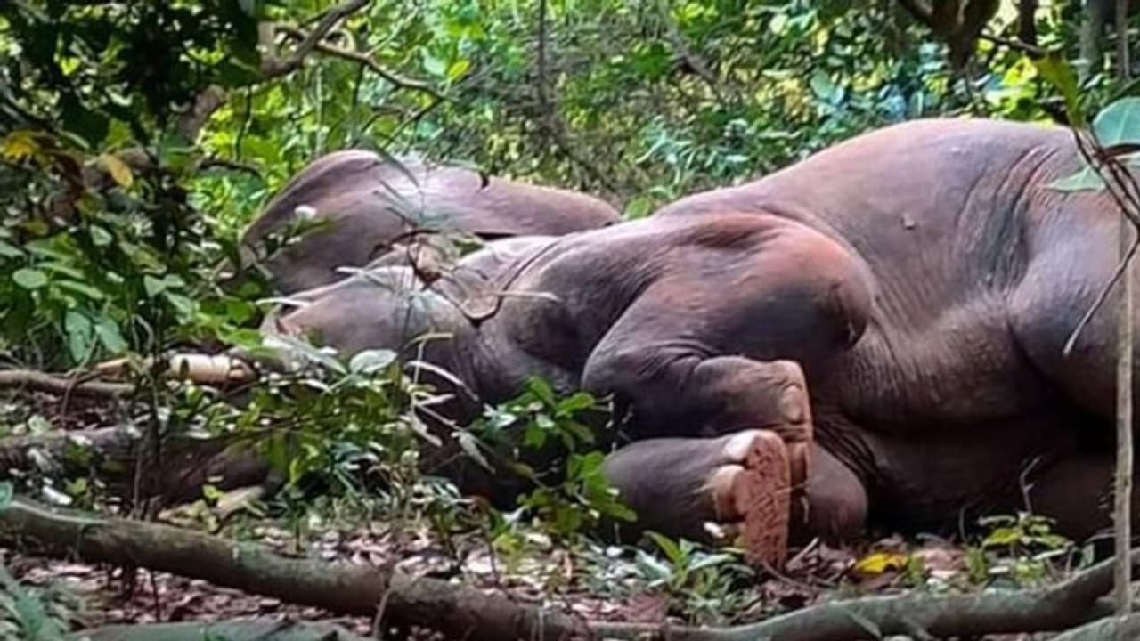 നാടന്‍ വാറ്റ് കഴിച്ച് ഫിറ്റായി മയങ്ങി കാട്ടാനക്കൂട്ടം; ചെണ്ട കൊട്ടി ഉണര്‍ത്തി വനംവകുപ്പ്