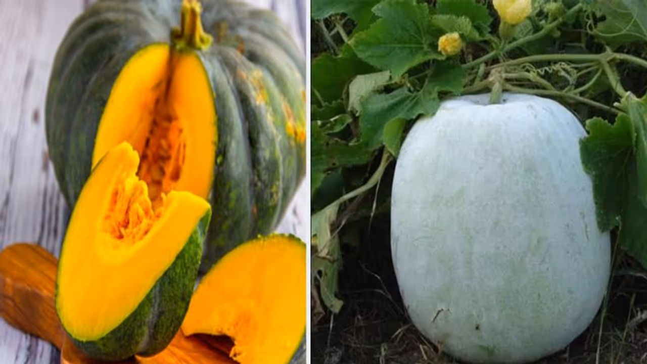 क्या होता है सफेद और पीले कद्दू में अंतर, जानें कौन सा खाना है ज्यादा फायदेमंद क्या होता है सफेद और पीले कद्दू में अंतर, जानें कौन सा खाना है ज्यादा फायदेमंद