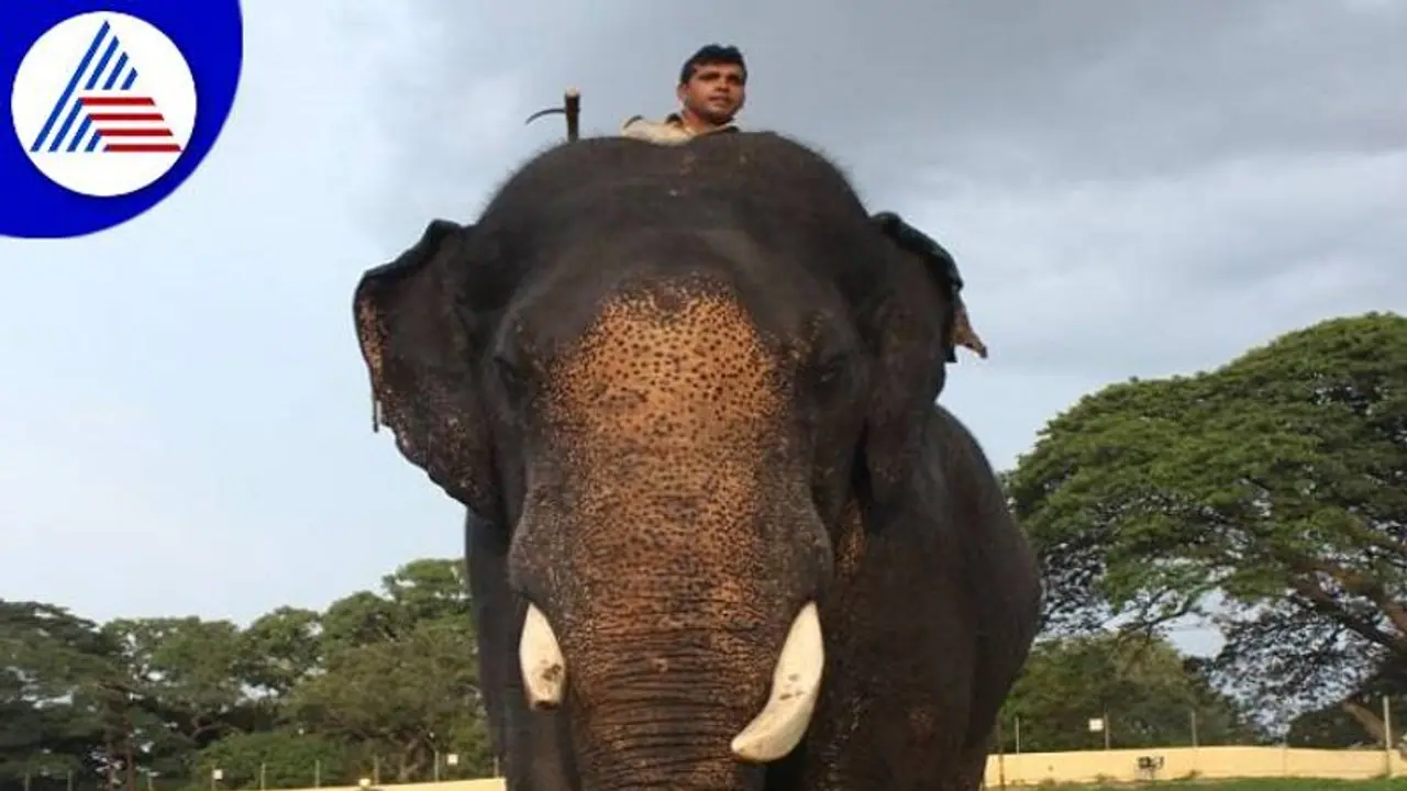 ಚನ್ನಪಟ್ಟಣ: ಪುಂಡಾನೆ ಸೆರೆ ಕಾರ್ಯಾಚರಣೆ 2.0ಗೆ ತಪ್ಪದ ವಿಘ್ನ..! ಚನ್ನಪಟ್ಟಣ: ಪುಂಡಾನೆ ಸೆರೆ ಕಾರ್ಯಾಚರಣೆ 2.0ಗೆ ತಪ್ಪದ ವಿಘ್ನ..!