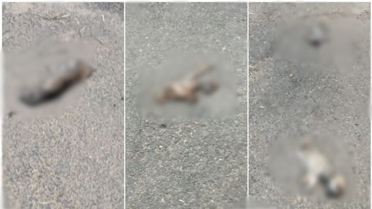 'കുരച്ച് ബഹളമുണ്ടാക്കി നായ്ക്കുട്ടികൾ', ഉറക്കം പോയതോടെ പെട്രോൾ ഒഴിച്ച് തീയിട്ട് കൊന്ന് യുവതികൾ, കേസ് 