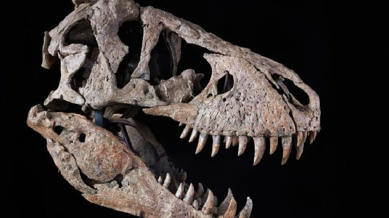 ಕೋಟ್ಯಾಂತರ ಮೊತ್ತಕ್ಕೆ ಹರಾಜಾಗಲಿದೆ ಈ ತಲೆಬುರುಡೆ..!