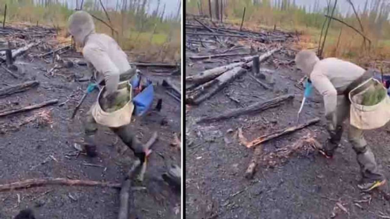 24 മണിക്കൂറിനിടെ 23,000ലധികം മരങ്ങള്‍ നട്ട് റെക്കോര്‍ഡ് നേടി 23കാരന്‍; വീഡിയോ