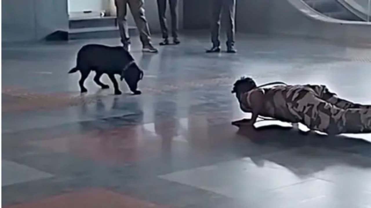 സൈനികന്റെ വർക്കൗട്ട് അതുപോലെ പകര്ത്തുന്ന നായ; വൈറലായി വീഡിയോ സൈനികന്റെ വർക്കൗട്ട് അതുപോലെ പകര്ത്തുന്ന നായ; വൈറലായി വീഡിയോ