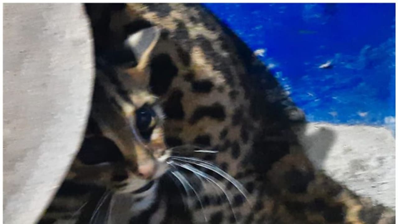 വീട്ടിനുള്ളിൽ കയറിയത് പുലിയെന്ന് നാട്ടുകാർ; വനപാലകരെത്തിയതോടെ പുലി 'പൂച്ച'യായി വീട്ടിനുള്ളിൽ കയറിയത് പുലിയെന്ന് നാട്ടുകാർ; വനപാലകരെത്തിയതോടെ പുലി 'പൂച്ച'യായി