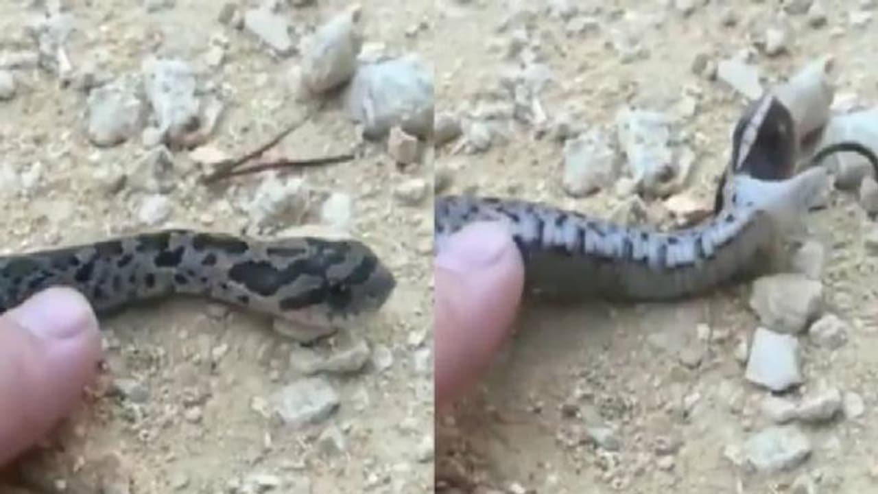 ചത്തതുപോലെ കിടന്നേക്കാം, വൈറലായി പാമ്പിന്റെ അഭിനയം ചത്തതുപോലെ കിടന്നേക്കാം, വൈറലായി പാമ്പിന്റെ അഭിനയം