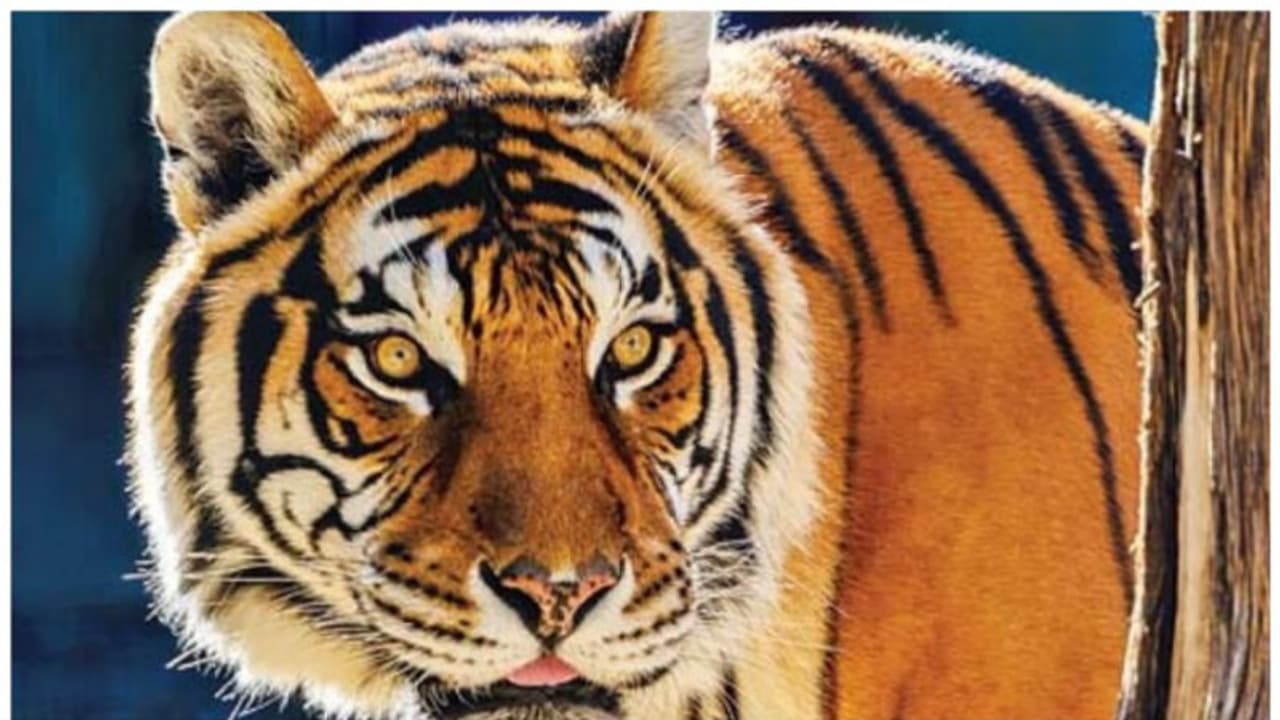 കടുവയെ കണ്ടെത്തിയതായി വനം വകുപ്പ്, കടുവയുള്ളത് കുന്നിൻ മുകളിൽ, കാട്ടിലേക്ക് തുരത്തും കടുവയെ കണ്ടെത്തിയതായി വനം വകുപ്പ്, കടുവയുള്ളത് കുന്നിൻ മുകളിൽ, കാട്ടിലേക്ക് തുരത്തും