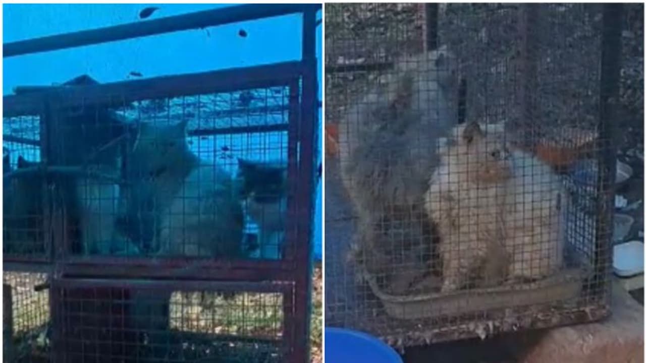 വില്ക്കാന് കൊണ്ടുവന്നു, വില്പ്പന നടക്കാതായപ്പോള് ഉപേക്ഷിച്ചു; അനാഥരായി പേര്ഷ്യന് പൂച്ചകള് വില്ക്കാന് കൊണ്ടുവന്നു, വില്പ്പന നടക്കാതായപ്പോള് ഉപേക്ഷിച്ചു; അനാഥരായി പേര്ഷ്യന് പൂച്ചകള്