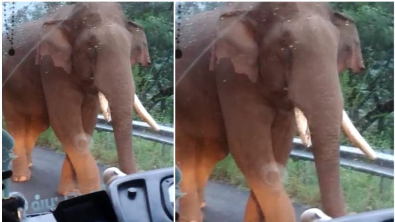 ആനവണ്ടിയായാലും വിടമാട്ടേന്; കെഎസ്ആര്ടിസി ബസ് നടുറോഡില് റോഡില് തടഞ്ഞിട്ട് ഒന്നരക്കൊമ്പന് ആനവണ്ടിയായാലും വിടമാട്ടേന്; കെഎസ്ആര്ടിസി ബസ് നടുറോഡില് റോഡില് തടഞ്ഞിട്ട് ഒന്നരക്കൊമ്പന്