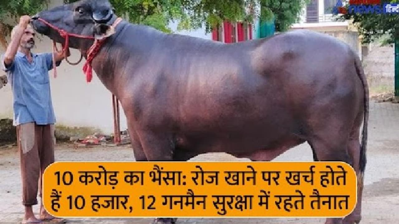 इस भैंसे की कमाई के आगे डॉक्टर और इंजीनियर भी फेल, मालिक को हर महीने कमाकर देता है 12 लाख इस भैंसे की कमाई के आगे डॉक्टर और इंजीनियर भी फेल, मालिक को हर महीने कमाकर देता है 12 लाख