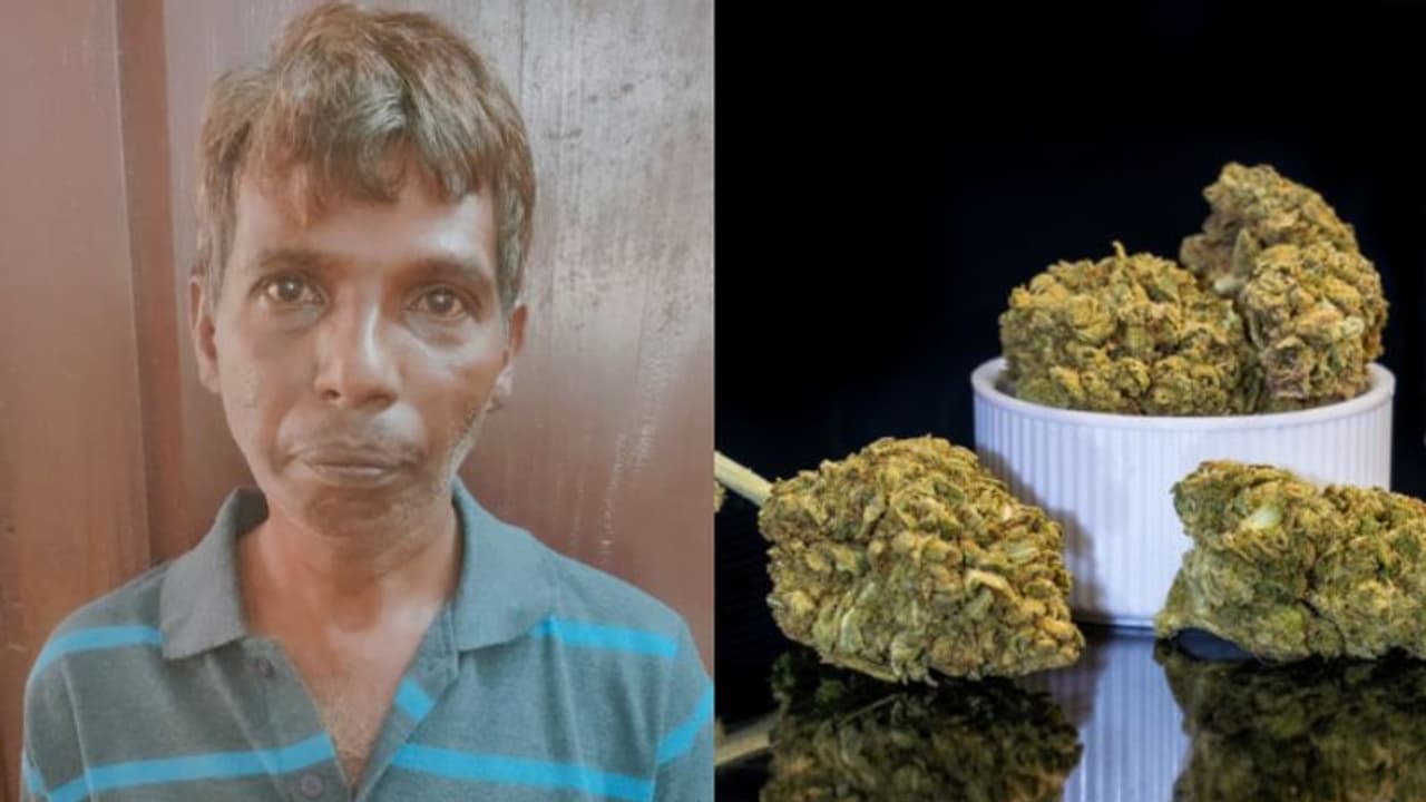 കഞ്ചാവ് ചെറിയ പൊതികളാക്കി സ്കൂളുകൾ കേന്ദ്രീകരിച്ച് വിൽപ്പന; മധ്യവയസ്കന് പിടിയില് കഞ്ചാവ് ചെറിയ പൊതികളാക്കി സ്കൂളുകൾ കേന്ദ്രീകരിച്ച് വിൽപ്പന; മധ്യവയസ്കന് പിടിയില്