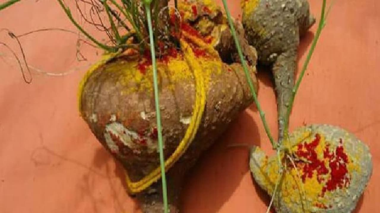 குடும்பத்தின் மீது கண் திருஷ்டி விழாமல் பாதுகாக்கும் ஆகாச கருடன் கிழங்கு முழு பலன்கள் இதோ..!! குடும்பத்தின் மீது கண் திருஷ்டி விழாமல் பாதுகாக்கும் ஆகாச கருடன் கிழங்கு முழு பலன்கள் இதோ..!!