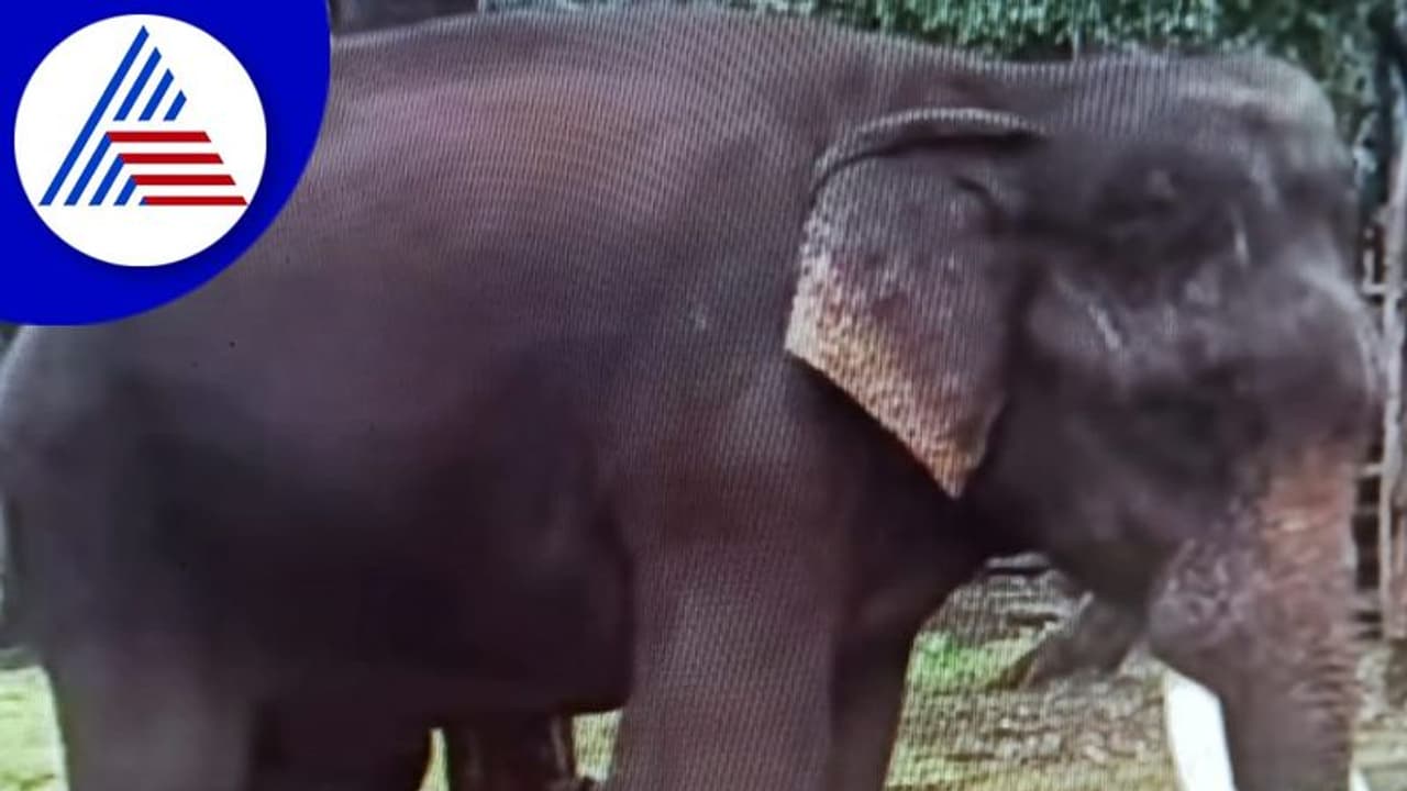 Shivamogga: ಶಾಮನೂರು ನೀಡಿದ್ದ ಆನೆ ಸಕ್ರೆಬೈಲ್ ಬಿಡಾರದಲ್ಲಿ ಸಾವು Shivamogga: ಶಾಮನೂರು ನೀಡಿದ್ದ ಆನೆ ಸಕ್ರೆಬೈಲ್ ಬಿಡಾರದಲ್ಲಿ ಸಾವು