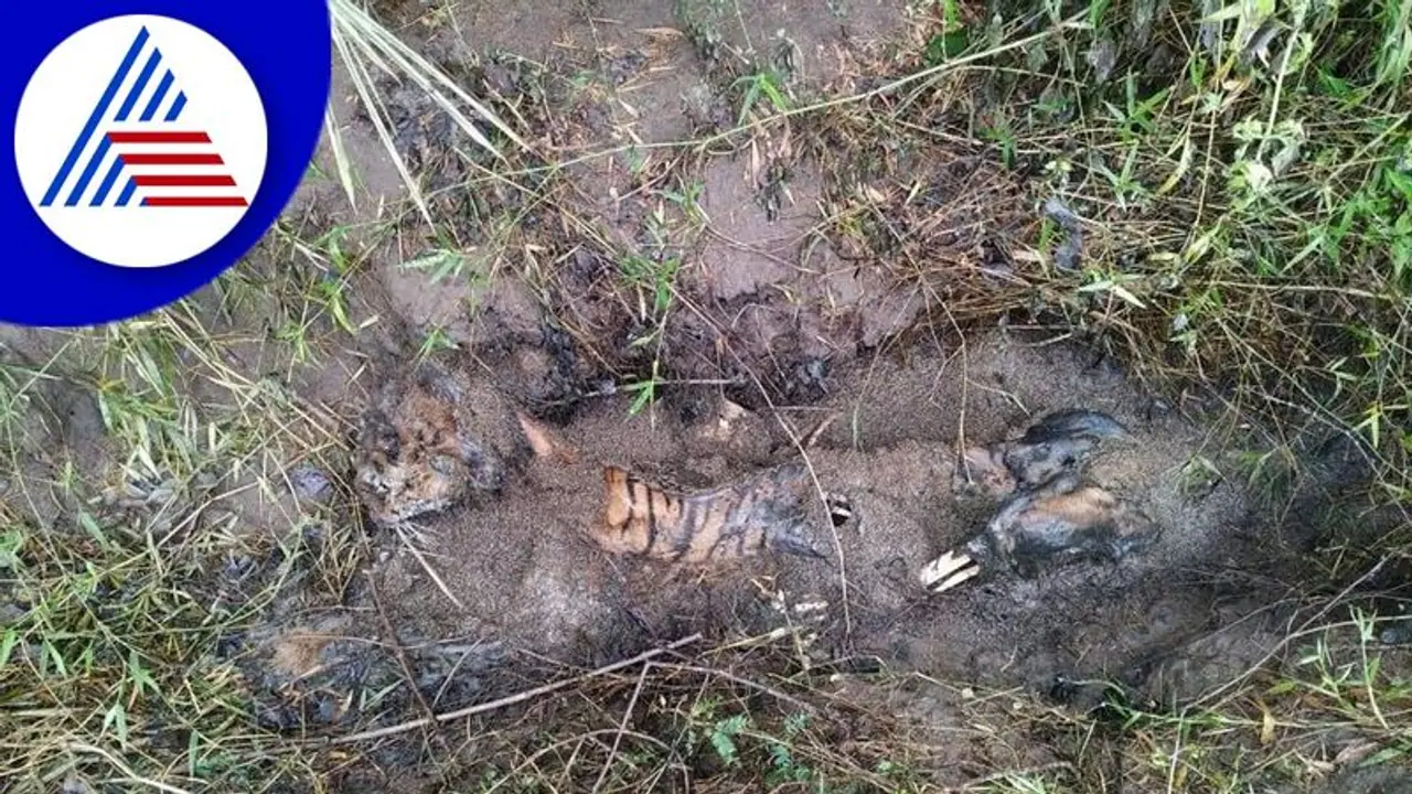 ಉರುಳಿಗೆ ಸಿಲುಕಿ ಹೆಣ್ಣು ಹುಲಿ ಸಾವು: ಕೊಳೆತ ಸ್ಥಿತಿಯಲ್ಲಿ ಕಳೇಬರ ಪತ್ತೆ ಉರುಳಿಗೆ ಸಿಲುಕಿ ಹೆಣ್ಣು ಹುಲಿ ಸಾವು: ಕೊಳೆತ ಸ್ಥಿತಿಯಲ್ಲಿ ಕಳೇಬರ ಪತ್ತೆ