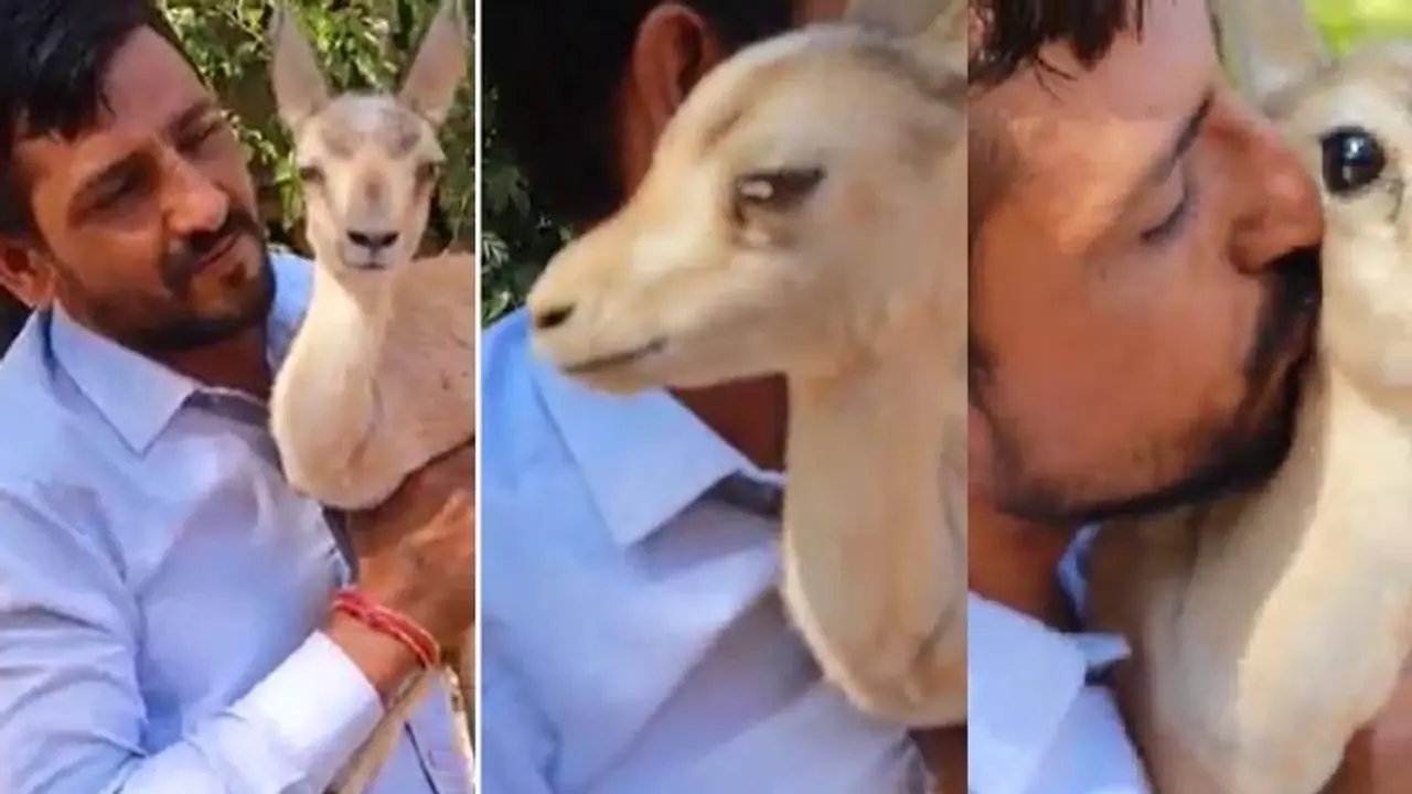 मानवता को सलाम : जान बचाने वाले शख्स की गोद में फूट फूटकर रोई गर्भवती हिरण, जिसने भी देखा वीडियो आ गए आंसू मानवता को सलाम : जान बचाने वाले शख्स की गोद में फूट फूटकर रोई गर्भवती हिरण, जिसने भी देखा वीडियो आ गए आंसू