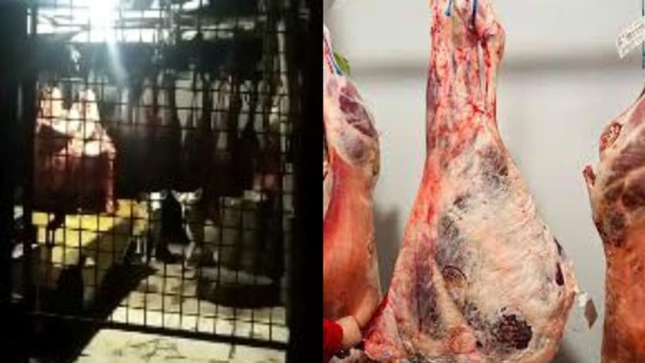 കടയിൽ വിൽക്കാൻ സൂക്ഷിച്ച ഇറച്ചിയിൽ കടിച്ച് തെരുവ് പട്ടികൾ, പ്രതിഷേധവുമായി നാട്ടുകാർ, സംഭവം തൃശൂരിൽ വീഡിയോ കടയിൽ വിൽക്കാൻ സൂക്ഷിച്ച ഇറച്ചിയിൽ കടിച്ച് തെരുവ് പട്ടികൾ, പ്രതിഷേധവുമായി നാട്ടുകാർ, സംഭവം തൃശൂരിൽ വീഡിയോ