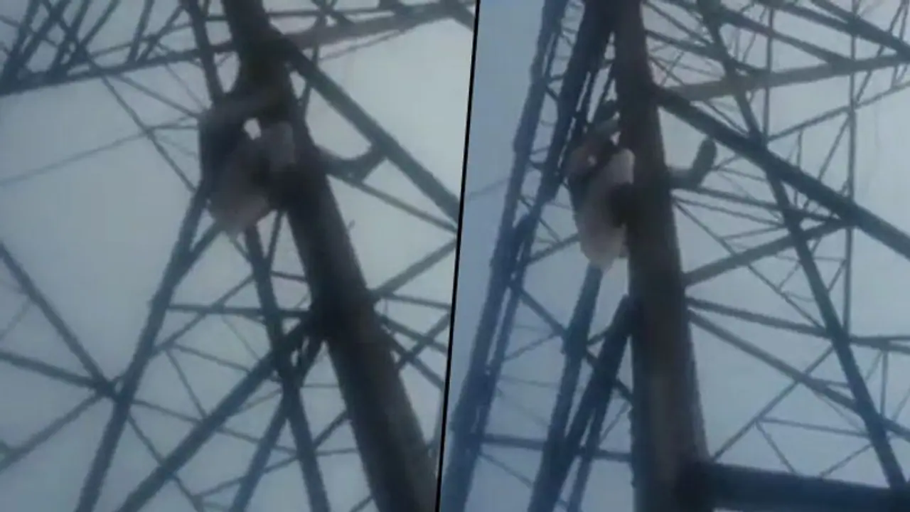 MCD polls 2022: AAP leader climbs transmission tower after party denies him ticket MCD polls 2022: AAP leader climbs transmission tower after party denies him ticket