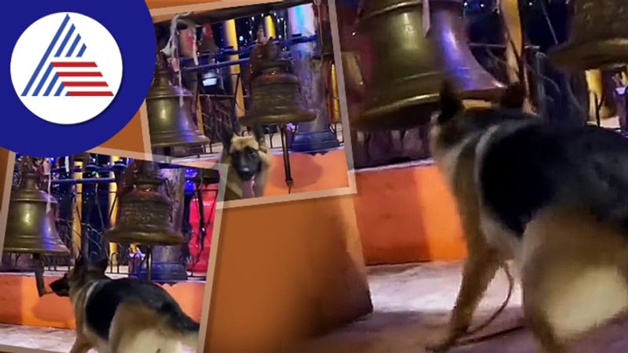 ದೇಗುಲದಲ್ಲಿ ಪೂಜೆ ವೇಳೆ ಗಂಟೆ ಬಾರಿಸುವ ಶ್ವಾನ... ವಿಡಿಯೋ ವೈರಲ್ ದೇಗುಲದಲ್ಲಿ ಪೂಜೆ ವೇಳೆ ಗಂಟೆ ಬಾರಿಸುವ ಶ್ವಾನ... ವಿಡಿಯೋ ವೈರಲ್