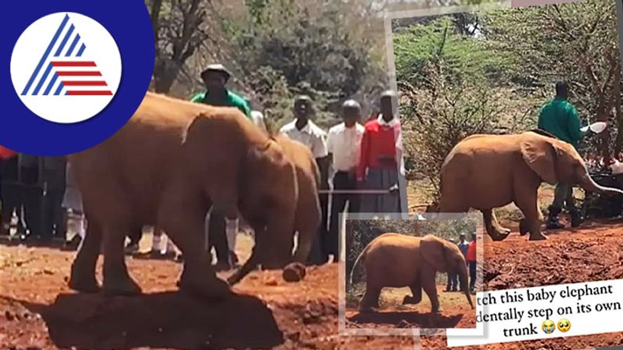 ಅಯ್ಯಯ್ಯೋ... ಓಡುವ ಭರದಲ್ಲಿ ತನ್ನದೇ ಸೊಂಡಿಲಿನ ಮೇಲೆ ಕಾಲಿಟ್ಟ ಮರಿಯಾನೆ: ವಿಡಿಯೋ
