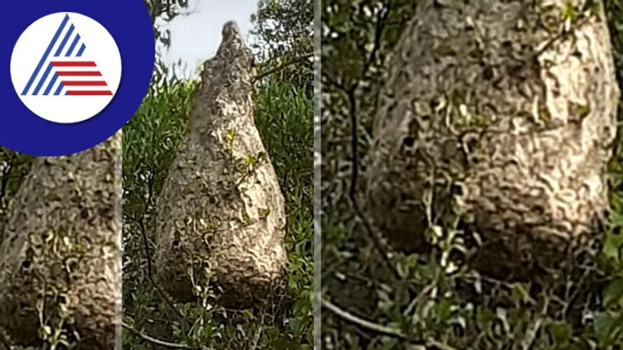 ಹೊಲಕ್ಕೆ ಹೋಗುವ ರೈತರನ್ನು ಸಾಯಿಸುವ ಕಣಜ ಹುಳು